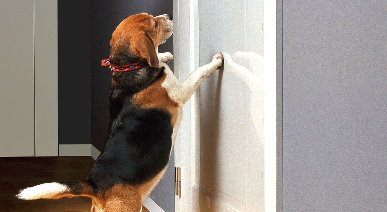Собака закрывает дверь. Защита от животных на дверь. Защита двери от когтей собаки. Как защитить дверь от когтей собаки. Собака у закрытой двери.